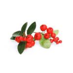 Teaberry Hardtack Candy - Image 4