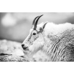 "Mountain Goat" Print (horizontal)