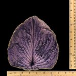 Purple Hosta Imprint Leaf Concrete Casting - Image 3