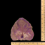 Pink Colts Foot Leaf Concrete Casting - Image 3