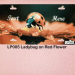 Custom License Plates Ladybugs