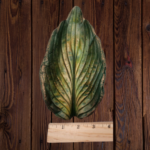 Green Hosta Leaf Concrete Casting - Image 3