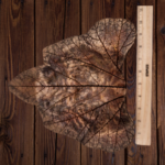 Bronze Rhubarb Leaf Concrete Casting - Image 3