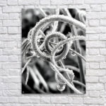 Natural Curl - Acrylic Print