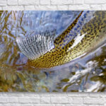 Trout Dorsal Fin - Acrylic Print