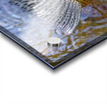 Trout Dorsal Fin - Acrylic Print - Image 3