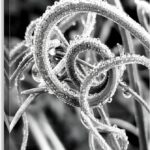 Natural Curl - Canvas Print