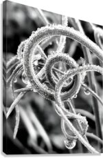 Natural Curl - Canvas Print