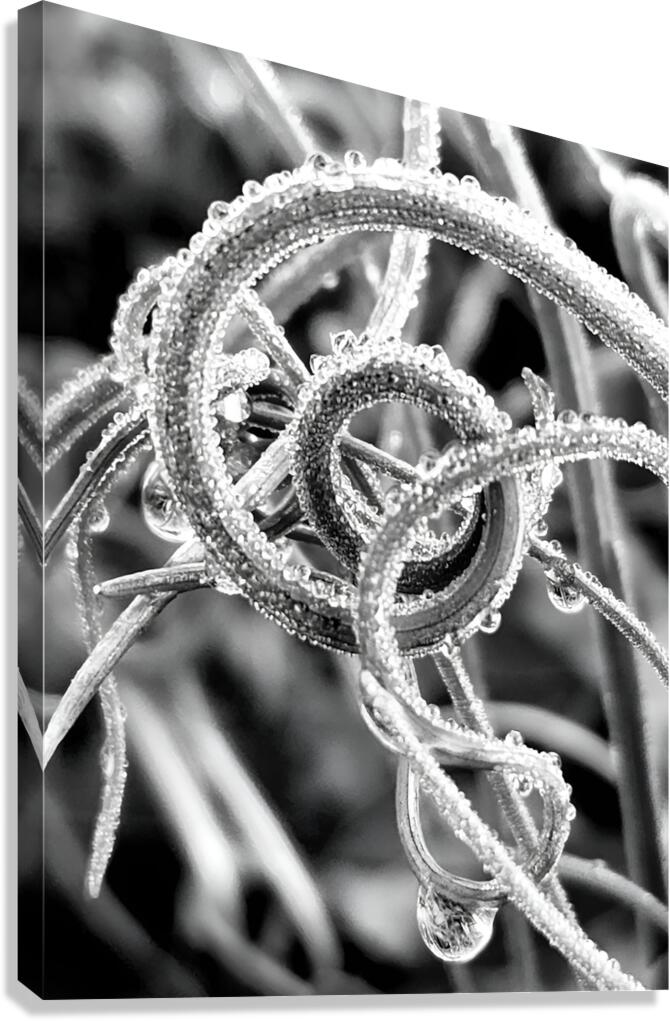 book_893570 Natural Curl - Canvas Print - Image 1