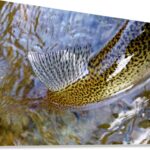 Trout Dorsal Fin - Canvas Print