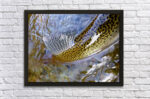 Trout Dorsal Fin - Canvas Print - Image 3