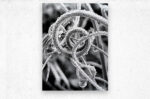 Natural Curl - Metal Print