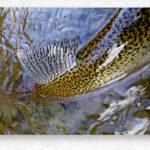 Trout Dorsal Fin - Metal Print