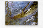 Trout Dorsal Fin - Metal Print