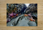 Tidal Pool 2 High Gloss Jigsaw Puzzle