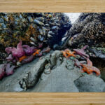 Tidal Pool 2 High Gloss Jigsaw Puzzle