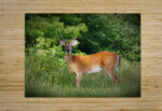 Velvet Buck High Gloss Jigsaw Puzzle