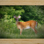 Velvet Buck High Gloss Jigsaw Puzzle