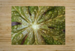 Raindrops On Mayapple High Gloss Jigsaw Puzzle