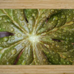 Raindrops On Mayapple High Gloss Jigsaw Puzzle