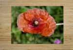 Poppy High Gloss Jigsaw Puzzle