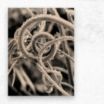 Natural Curl - Wood Print