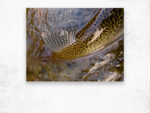 Trout Dorsal Fin - Wood Print