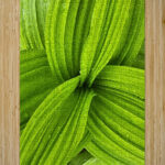 False Hellebore High Gloss Jigsaw Puzzle