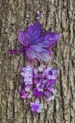 Large maple leaf sun catcher - Image 5