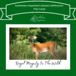 “Regal Majesty In The Wild” Post Card