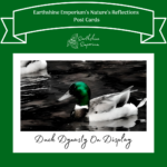 “Duck Dynasty On Display” Post Card