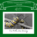 “Two Paths, One Journey” Post Card