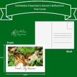 “Forest's Shy Newcomer” Post Card - Image 2