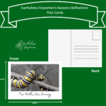 “Two Paths, One Journey” Post Card - Image 2